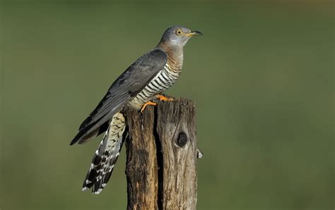 Common Cuckoo by Dean Eades - BirdGuides White Tailed Eagle, Bird ...