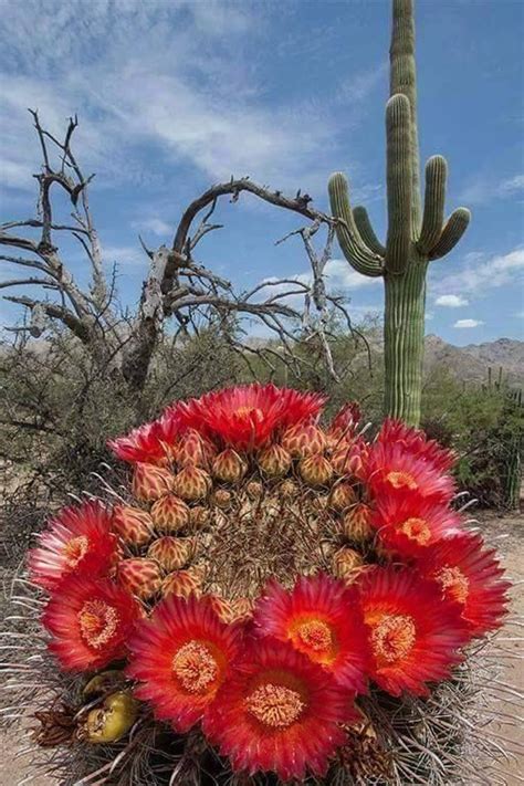 Flor de Cactus, desierto de Altar, Sonora México | Flores exóticas, Suculentas, Cactus y suculentas