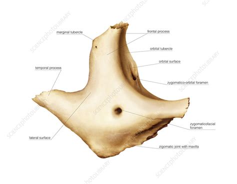 Zygomatic Anatomy