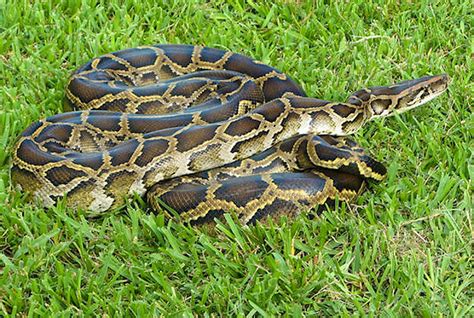 Everglades snake hunt to cull Burmese python population - Lonely Planet