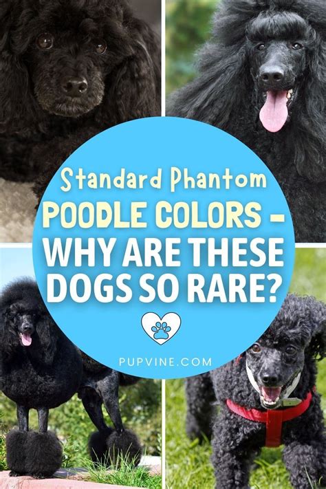 Parti Poodle, Poodle Puppy Standard, Standard Poodles, Poodle Mix, Phantom Poodle, Black White ...