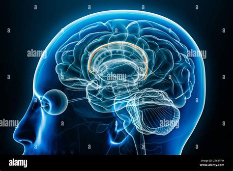 Indusium griseum x-ray profile close-up view 3D rendering illustration ...