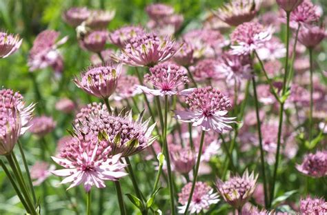 Astrantia Flower Meaning | Best Flower Site