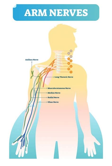 [DIAGRAM] Rib Nerve Diagram - MYDIAGRAM.ONLINE