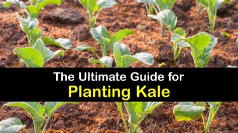 Planting Kale - Hands-on Guide for Growing Kale Plants