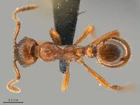 Myrmica rubra - AntWiki