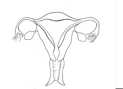 Female Reproductive Diagram 1 Diagram | Quizlet