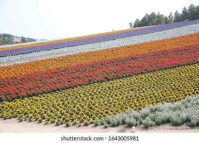 448 Shikisai No Oka Lavender Images, Stock Photos, 3D objects ...