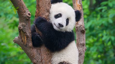 Five places to see wildlife in China | Abercrombie & Kent