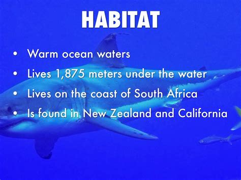 great white shark habitat