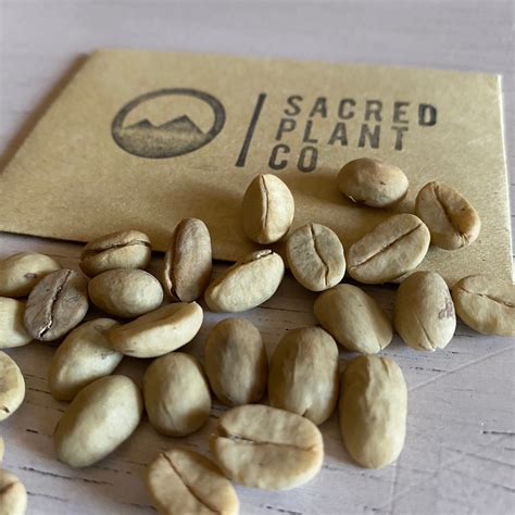 Coffee Seeds Coffea Arabica Seeds Coffee Plant Seeds - Etsy