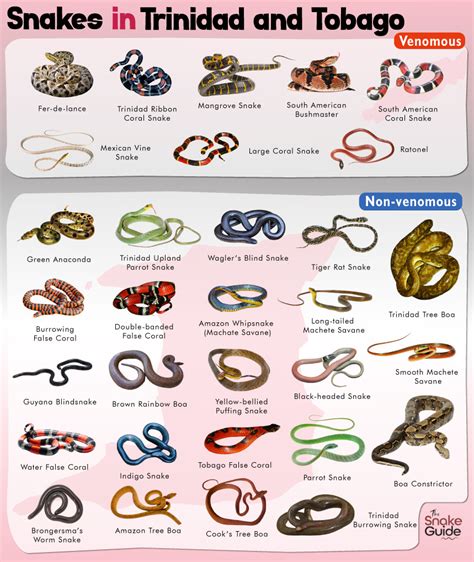 List of Common Venomous and Non-venomous Snakes in Trinidad and Tobago with Pictures