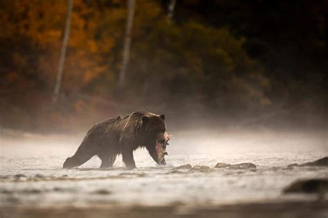 The 16 Best Wildlife Experiences in Canada | NOMADasaurus