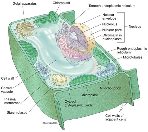 Plant Cell Structure | Carlson Stock Art