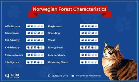 Getting to Know the Norwegian Forest Cat's Personality - Norwegian Forest Cat