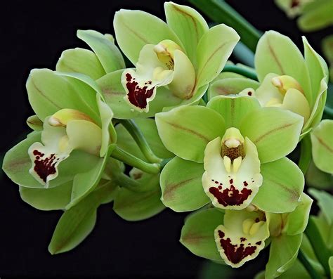 Pin by Irina Tsivileva on Orchids | Green flowers, Beautiful orchids, Planting flowers