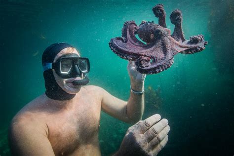 Why 'My Octopus Teacher' Will School the Oscars - Book and Film Globe