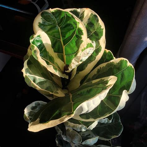 Variegated fiddle leaf fig | Plants, House plants indoor, Houseplants