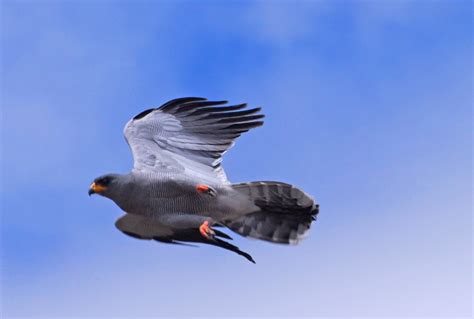 Surprising Gabar Goshawk South-Tanzania (Africa)