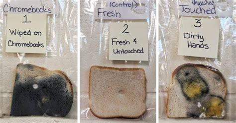 Elementary School’s Science Experiment With White Bread Is Going Viral | Bored Panda