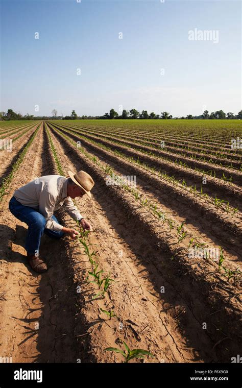 Furrow irrigation hi-res stock photography and images - Alamy