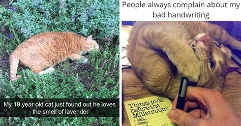 A Concoction Of 30 Orange Cat Memes, Pics And Snaps Capturing The ...