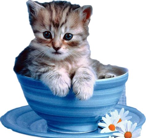 Cat In A Cup (PSD) | Official PSDs