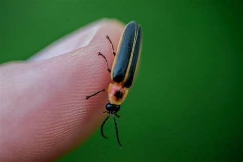 Where Do Lightning Bugs Go During the Day? | Wonderopolis