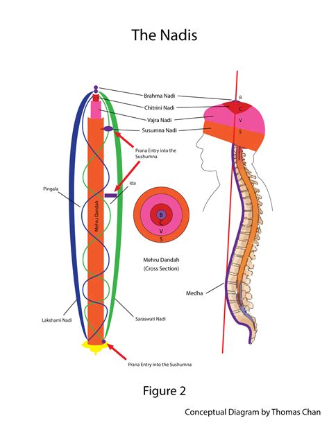 Shuang Yan Guan Zhu: Chakras, Nadis and Meridians– Dao, Tantric ...