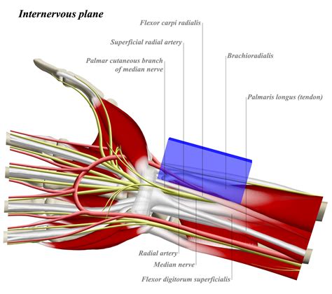 FCR Approach to Distal Radius - Approaches - Orthobullets