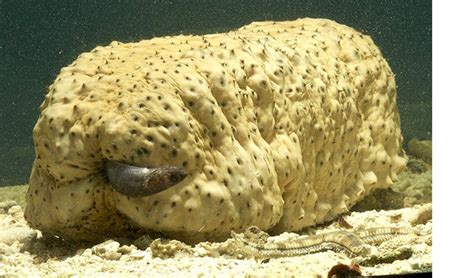 The 8 most peculiar sea creatures - Australian Geographic