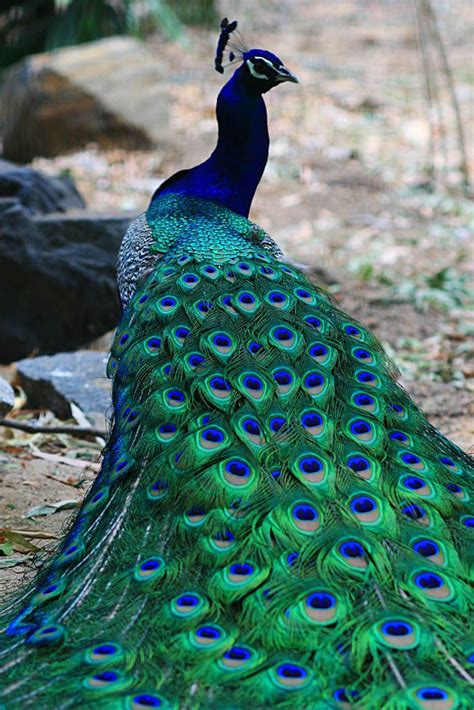 Colorful birds, Exotic birds, Pretty birds