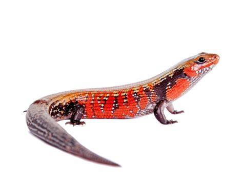 Fire Skink: Care Guide & Species Profile - Everything Reptiles