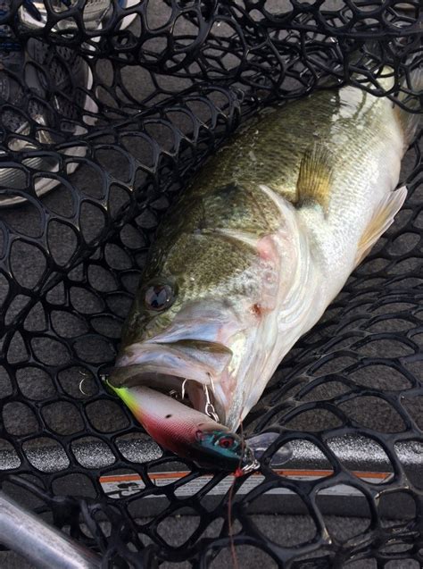 Squaw Creek Reservoir Fishing Report | RB Bass Fishing