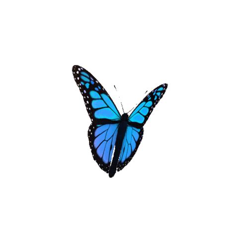 Animated Flying Butterfly Gif