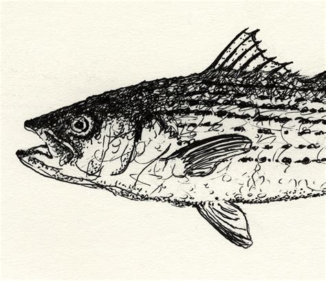 Striper Head (striped bass) | This is a sketch I did of a st… | Flickr