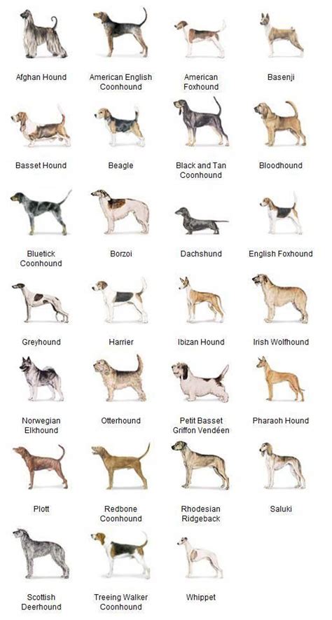 AKC Breeds by Group - Hound Dogs 2 of 7 #DogGroomingTips | Hound dog breeds, Dog breeds chart ...