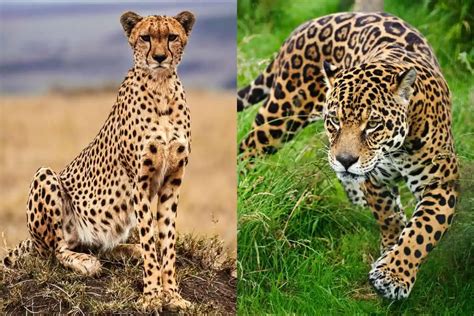 Cheetah vs Jaguar: What's The Difference?