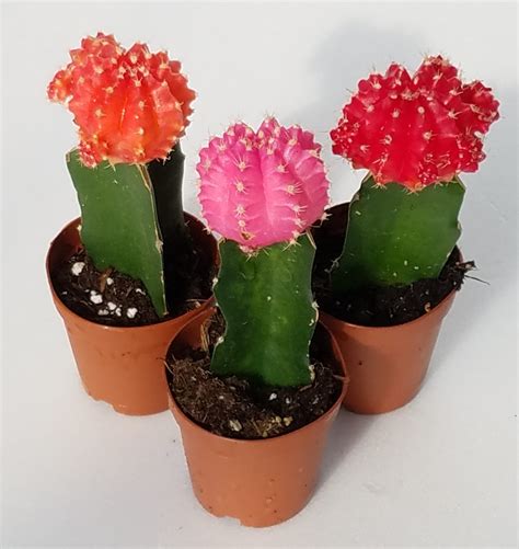 Moon Cactus – Uncle John's Home & Garden