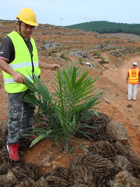 Kembara Insan / Engineer's Blog: Operasi Kilang Sawit / Palm Oil Mill Operation