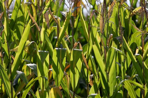 Feds raise Iowa corn yield estimate amid record national production ...