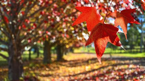 Why It’s Great to Plant Trees in the Fall - Arbor Day Blog