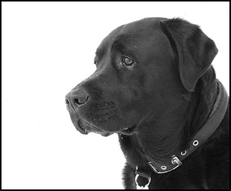 Labrador in the snow | December 2010 | davekpcv | Flickr