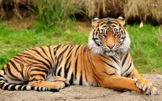 Tiger - Facts about Tiger | Passnownow