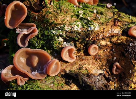 Jelly Ear Fungus Stock Photo - Alamy