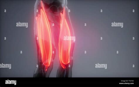 thigh muscles - Visible muscle anatomy map Stock Photo - Alamy