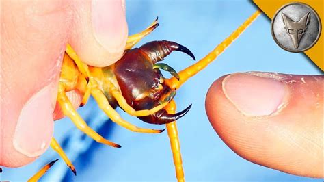 Giant Desert Centipede | Brave Wilderness Wiki | Fandom