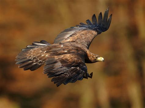 Golden Eagle Bird Facts (Aquila chrysaetos) | Bird Fact