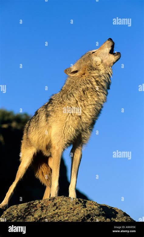 Wolves howling hi-res stock photography and images - Alamy