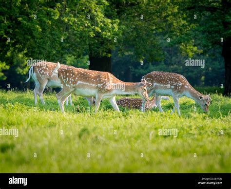 White fallow deer uk hi-res stock photography and images - Alamy